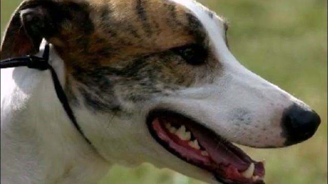 СОБАКИ КОТОРЫЕ ПРАКТИЧЕСКИ НЕ ЛАЮТ 10 ПОРОД Dogs which practically do not bark 10 breeds смотреть онлайн