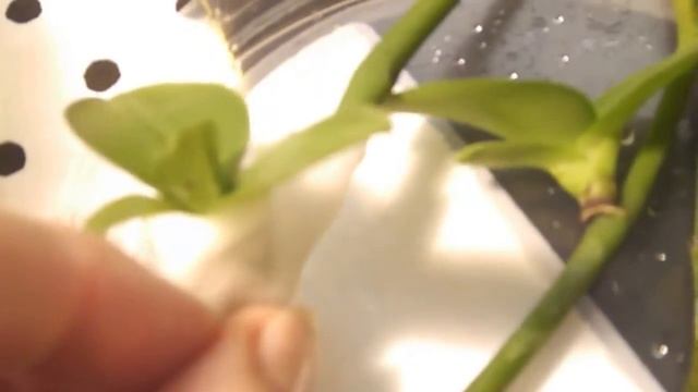 Размножение фаленопсиса черенкованием-2 смотреть онлайн