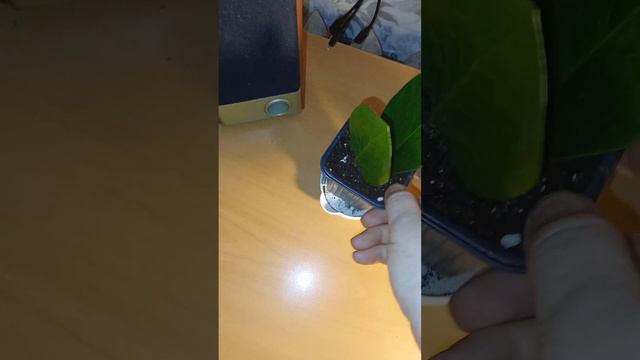 Укоренёные фрагменты замиокулькаса посажены на своё постоянное место. смотреть онлайн