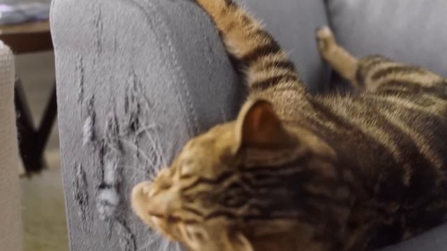 Феливей Диффузор для кошек и котов смотреть онлайн