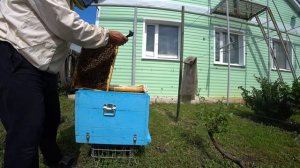 Проверяем улики с пчелами (июнь 2022 года)- часть 2. Сельский блог "В гостях у Владимира"