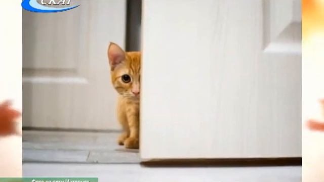 НАРОДНЫЕ ПРИМЕТЫ ОСЕНИ