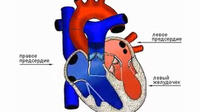 Функционирование сердца и системы кровообращения