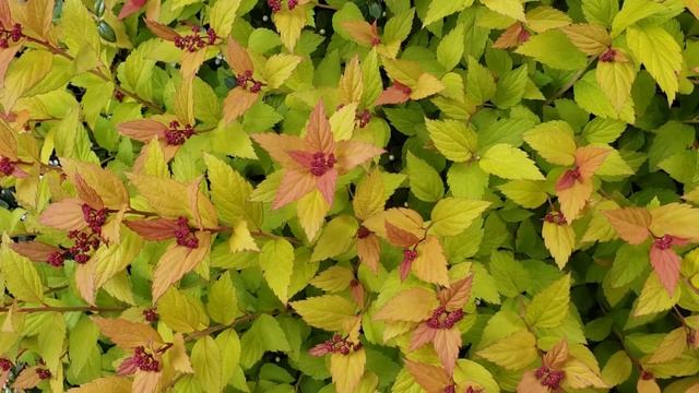 Spring Walk: Pine Cones Spruce Tips Spiraea Japonica Fuchsia Peony
