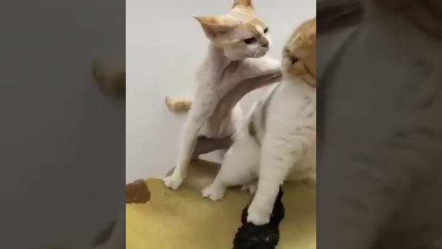 Видео,приколы,юмор,смех смотреть онлайн