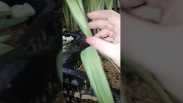 Трети год Сорт Yanki бежевые. Для подвала тюльпан смотреть онлайн