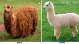 Альпака: Милый верблюд Южной Америки | Интересные факты про животных Планеты Земля | Альфа банк