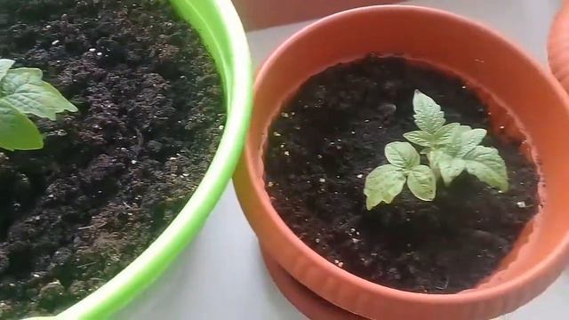 Распикировала перец, баклажаны и цветы! смотреть онлайн