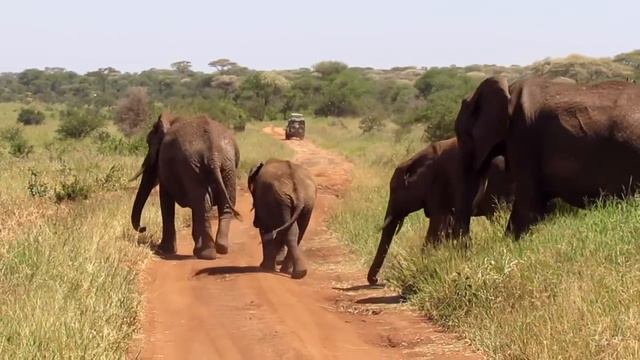 Tarangire National Park Music Video смотреть онлайн