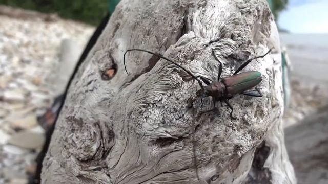 Жук с длинными усами. Огромный жук. Тараканище с усищами. смотреть онлайн