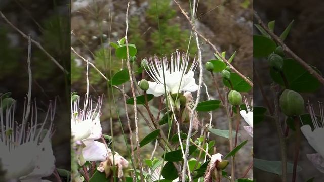 Что является началом Евангелия? | «Афон – Эллада» смотреть онлайн