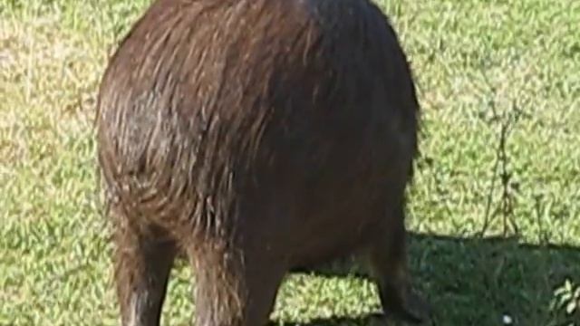 Parque Nacional EL PALMAR. смотреть онлайн