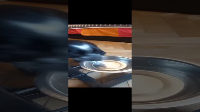 наша Стеша. Первые минуты в нашем доме.