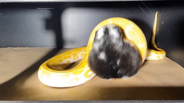 Pearl Burmese Python “Mariah Scary” Devours large rabbit??|⚠️Warning Live Feeding⚠️ смотреть онлайн