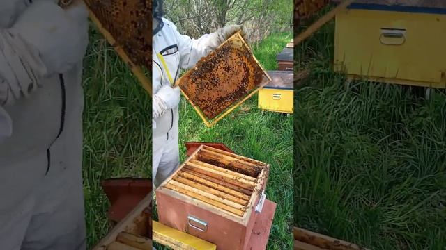 отводки пчел весной, подсадка маток. лучший способ. смотреть онлайн