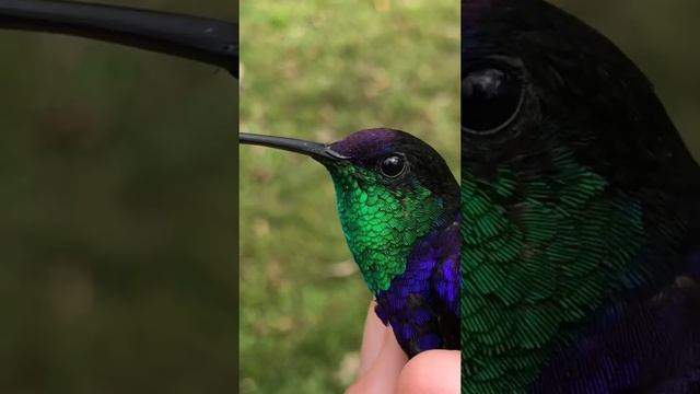 Колибри #shorts #колибри #птицы #птица #птицасчастья #красота #birds смотреть онлайн