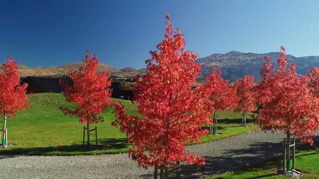 LIQUIDAMBAR styraciflua Worplesdon смотреть онлайн