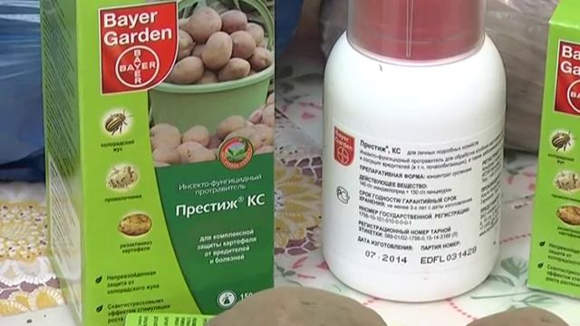 Готовим рассаду и картофель к проращиванию. смотреть онлайн