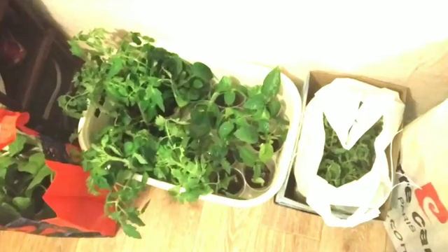 Новое развлечение - своя дача! смотреть онлайн