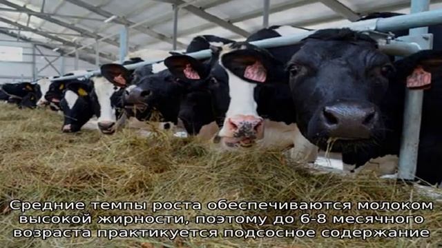 Якутская порода – аборигенные коровы смотреть онлайн