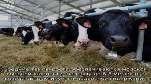Якутская порода – аборигенные коровы