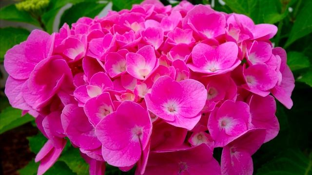 ВНЕСИ под любой цветок и даже самый чахлый куст оживет и позеленеет! смотреть онлайн