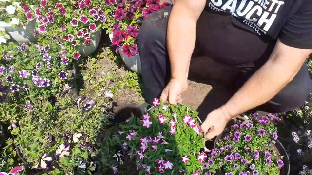 Вегетативная петуния, лучшие сорта -как выбрать смотреть онлайн