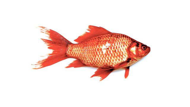 Adaptation In Fish | What Enables Fish To Swim And Live In The Water?