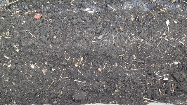 Как посадить редис. Несколько простых правил. Секреты хорошего урожая. Как вырастить крупный редис смотреть онлайн