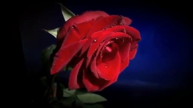 Медитация Релакс Цветы Роза смотреть онлайн