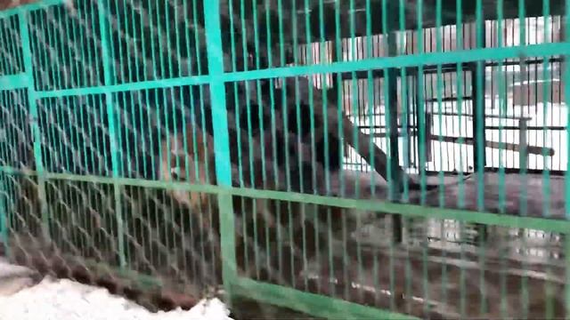 Лев в Костроме. смотреть онлайн