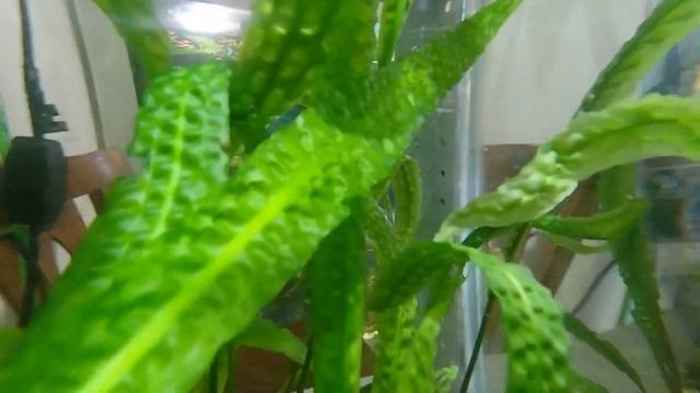 как выглядит аквариум внутри смотреть онлайн