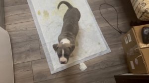 Обучение щенка Стаффа/ Приучение к туалету дома