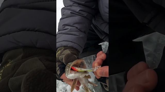 Папуга косить щуку #shortsvideo #гайдазалящем #українськарибалка смотреть онлайн