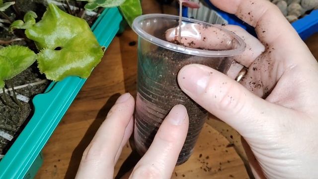 Цикламены (Cyclamen) Пересадка сеянцев 2023. смотреть онлайн