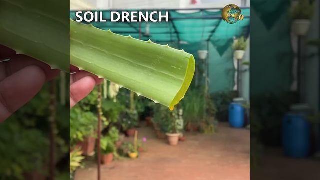REVEALING 6 SECRETS OF ALOE VERA FOR YOUR GARDEN | USES OF ALOE VERA IN GARDENING смотреть онлайн