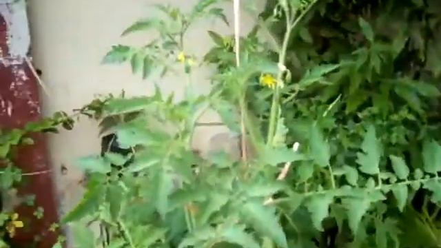 Euglossa viridissima orchid bee bees pollinating cherry tomatoes in my house 2 смотреть онлайн