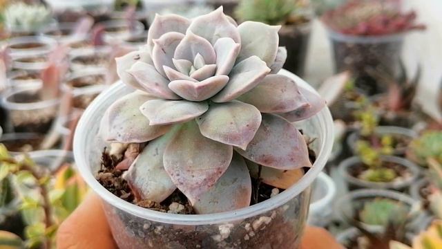 Suculentas Caras No Compres Sin Saber Esto Chuyito Jardinero