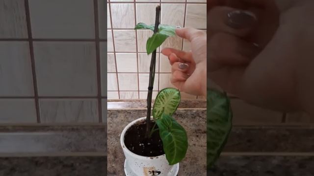 Тот самый сингониум, который подарили в одном пакетике с водой... смотреть онлайн