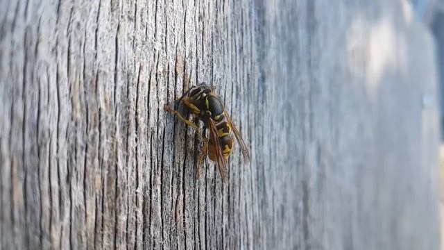 Entomology ASMR (April Fools goof) смотреть онлайн