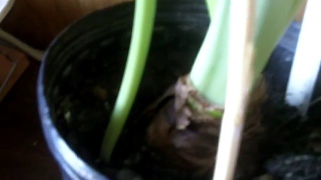 amaryllis Hippeastrum Pink Star смотреть онлайн