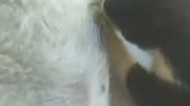 quien dijo que los gatos y los perros no se llevan bien смотреть онлайн