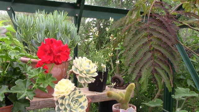 Greenhouse Tour in June - brugmansia pruning, new shelving & disa orchids in bloom смотреть онлайн
