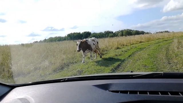 Коровы смотреть онлайн
