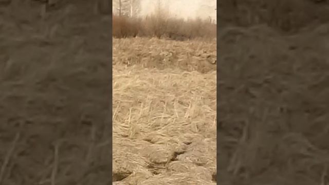 Загрязнение Байкала смотреть онлайн
