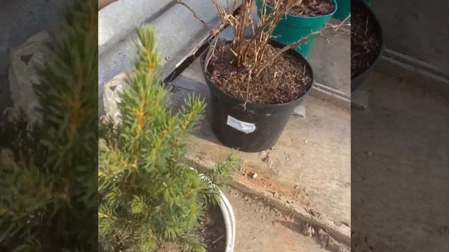 Мои покупки из питомника:гортензия "Ванила Фрайз", барбарис "Мария"и ель"Коника" смотреть онлайн
