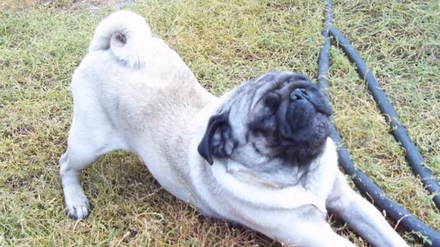 мопсик Соня и ее родители. смотреть онлайн