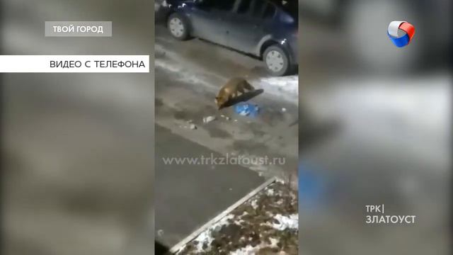 "При свете трёх пар автомобильных фар лиса решилась на дело": Животное вышло на "тропу еды" в 3 мкр смотреть онлайн