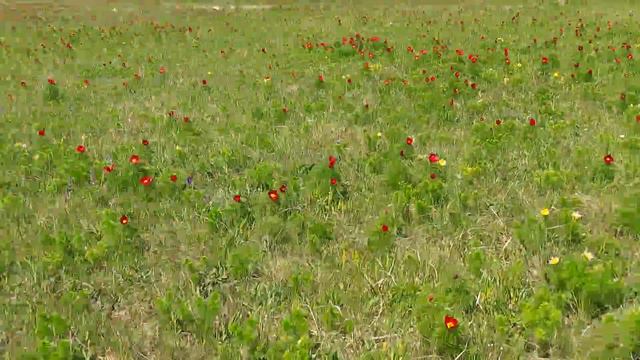 Стрижамент. Лохмачи смотреть онлайн