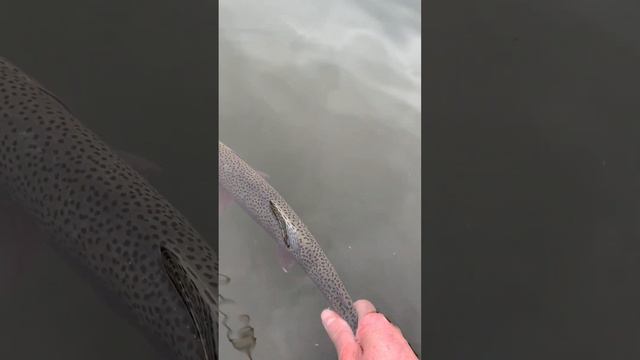 Catch and release … The beautiful Cut throat Trout. 🎣 смотреть онлайн